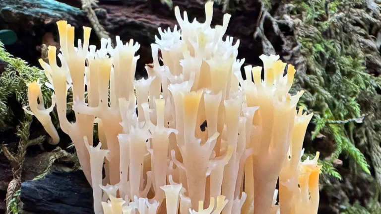 Rare Candelabra Coral Fungus Spotted in New Forest