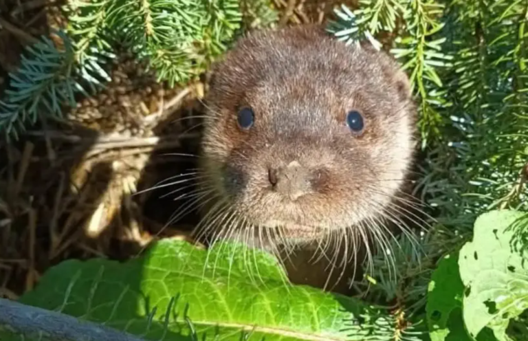 Donated Christmas Trees sheltering Otter Cubs at North Devon Wildlife Centre