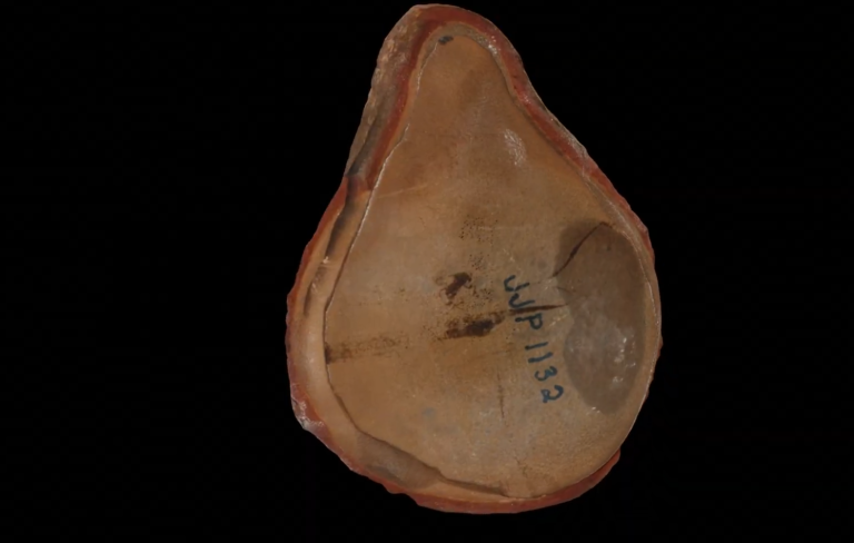 ‘Oldest Octopus’ Fossil is no Octopus at all, Scans Reveal