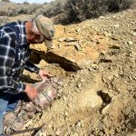 ‘Chunkiest’ Jurassic Squid Relative Discovered by Team Featuring Manchester and Bristol Palaeontologist
