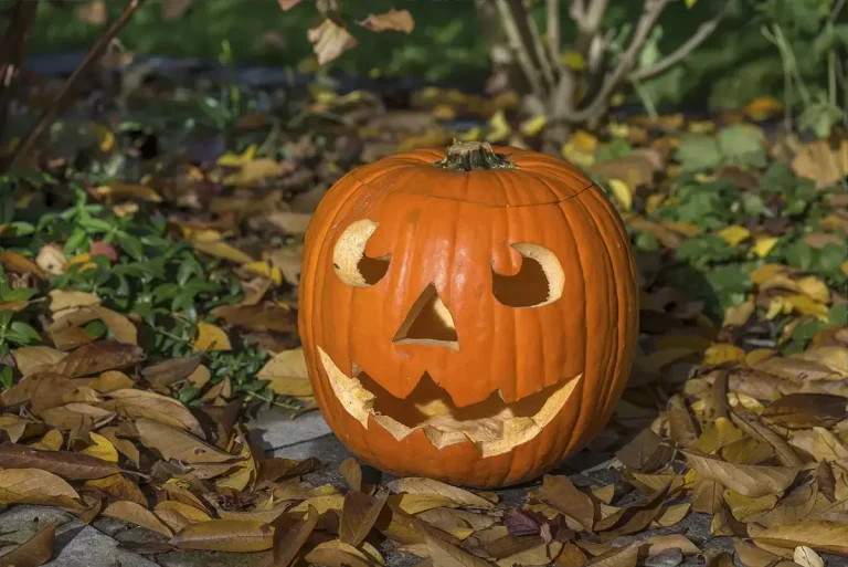 Pumpkin Do’s and Don’ts: Head Gardener Reveals How to Decorate Your Garden for Spooky Season