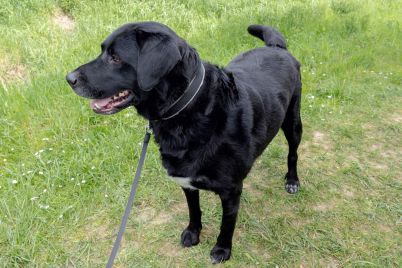 Black-lab-on-a-lead_cropped-scaled.jpg
