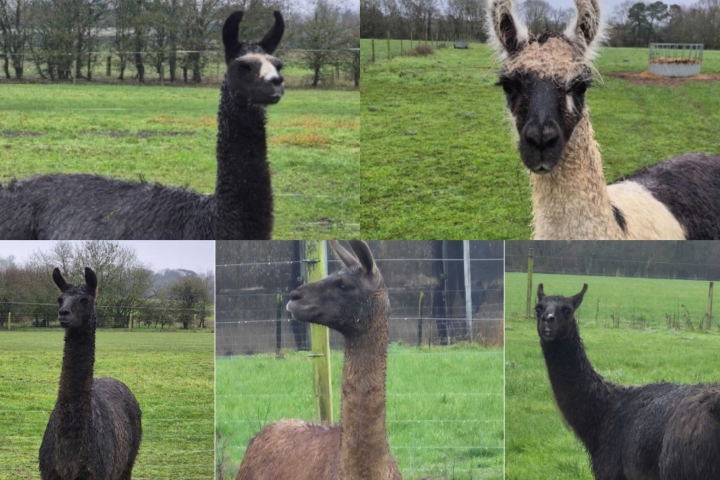 LLAMAS-Collage-scaled.jpg