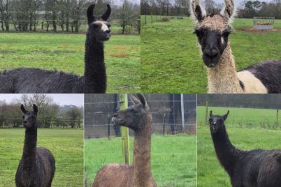 LLAMAS-Collage-scaled.jpg