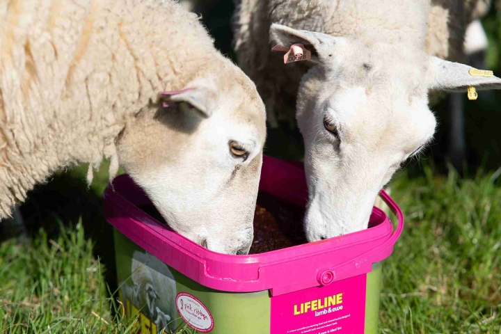 Rumenco_Lifeline-Lamb-Ewe_Product-in-Use_AT103649-@300.jpg
