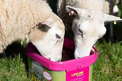 Rumenco_Lifeline-Lamb-Ewe_Product-in-Use_AT103649-@300.jpg