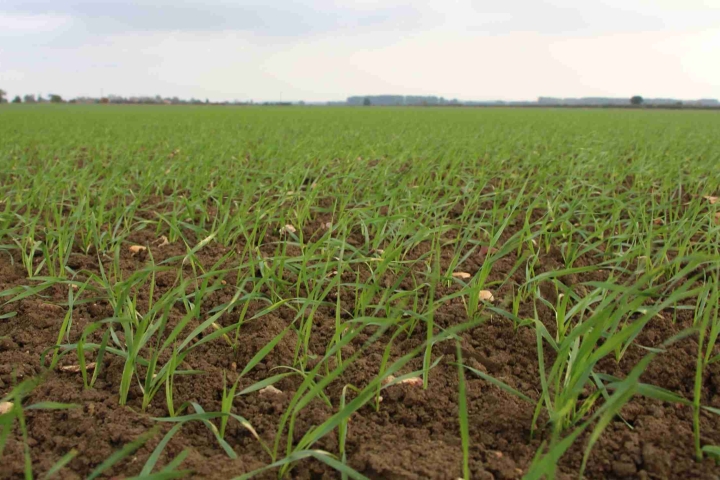 Wheat-at-leaf-2-scaled-1.jpg